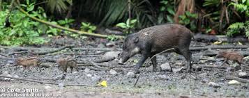 Sulawesian Warty Pig Cave painting