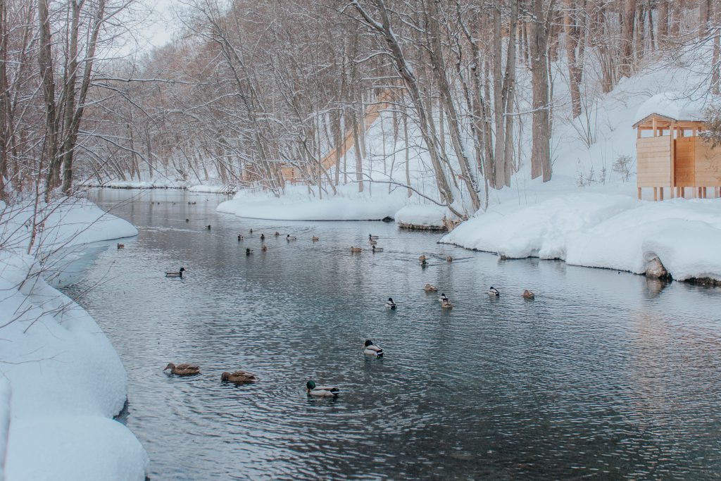 Ducks in Winter 
Photo by <a href="https://unsplash.com/@timromanov?utm_content=creditCopyText&utm_medium=referral&utm_source=unsplash">Timur Romanov</a> on <a href="https://unsplash.com/photos/ducks-on-water-a5U8v7Pm-yg?utm_content=creditCopyText&utm_medium=referral&utm_source=unsplash">Unsplash</a>
  