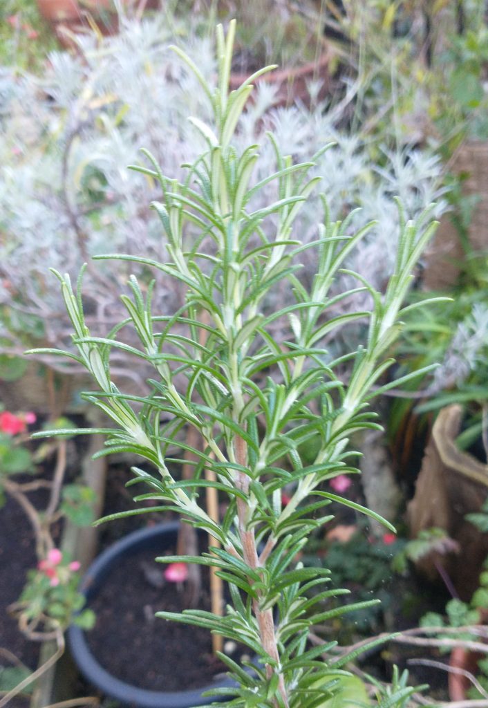Rosemary flowering in december