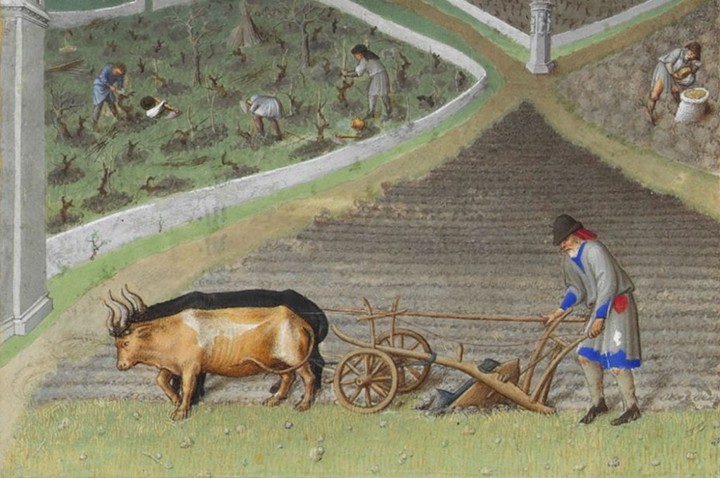 Medieval scene showing a man plouging with the plough pulled by a bullock from Les_Très_Riches_Heures_du_duc_de_Berry