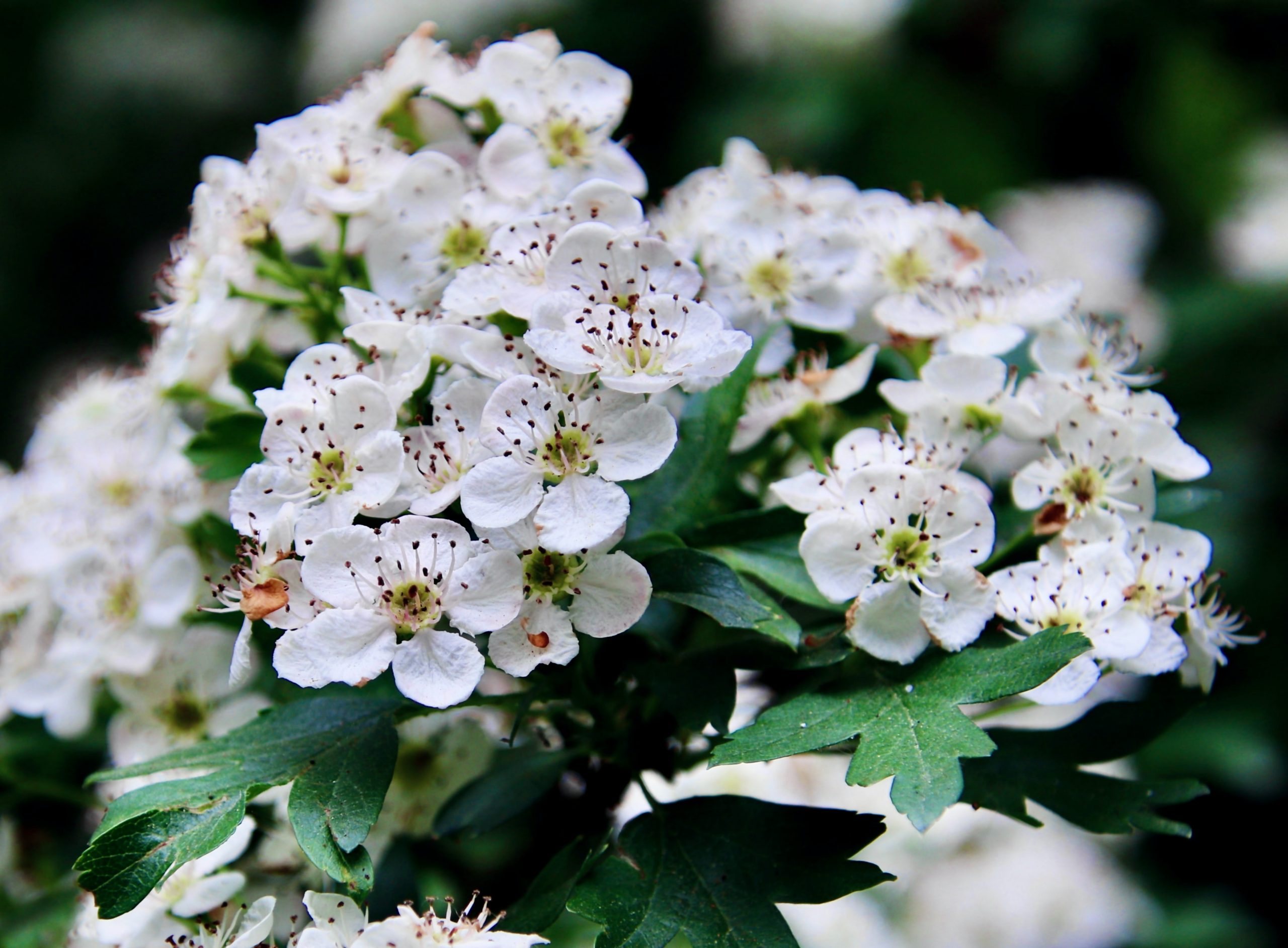  Photo by Timo C. Dinger on Unsplash
photo of hawthorn flowers
  