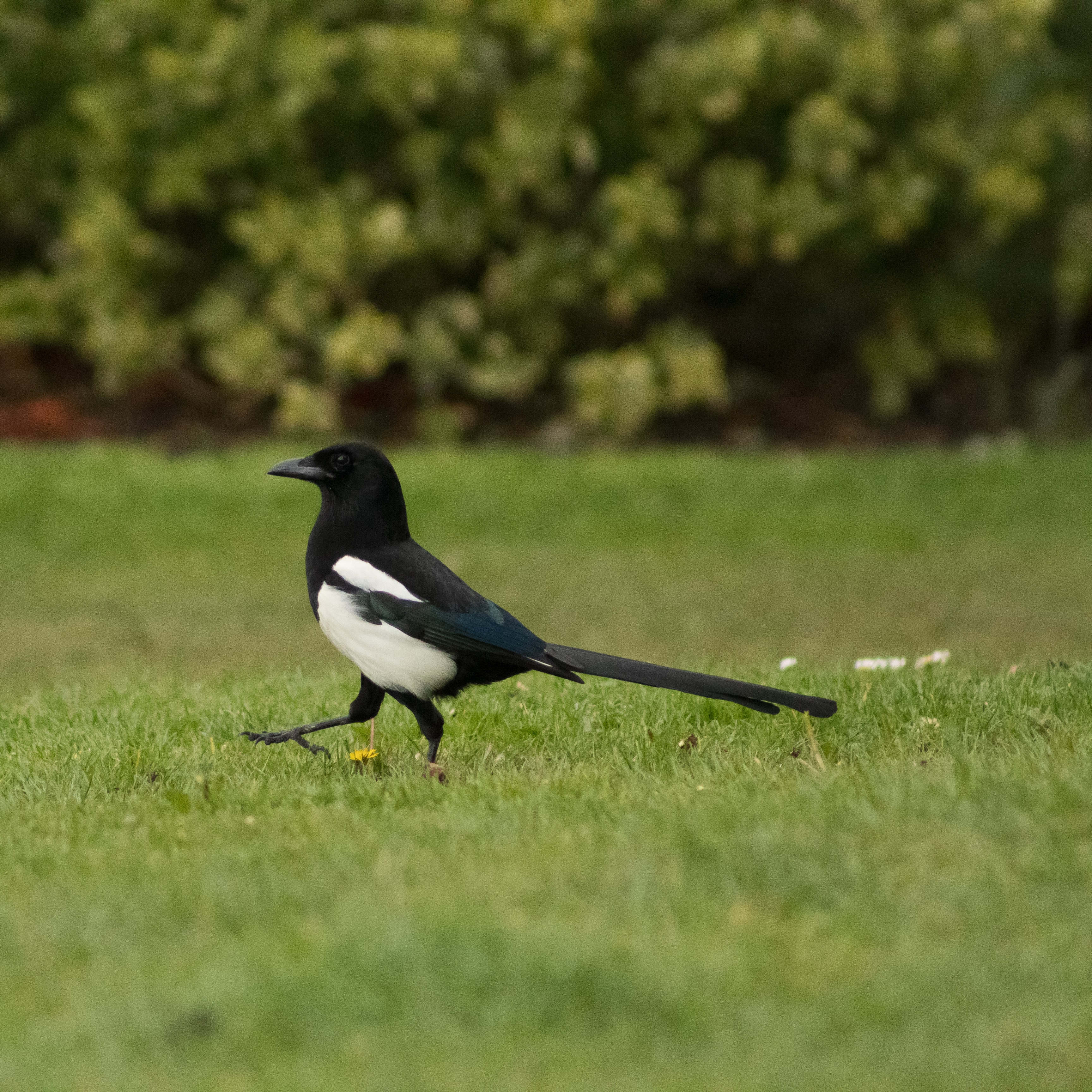 Picture of a magpie in a field.  Photo by Rossano D'Angelo on Unsplash