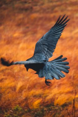 A raven landing with a brown background