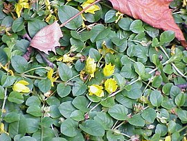 MONEYWORT