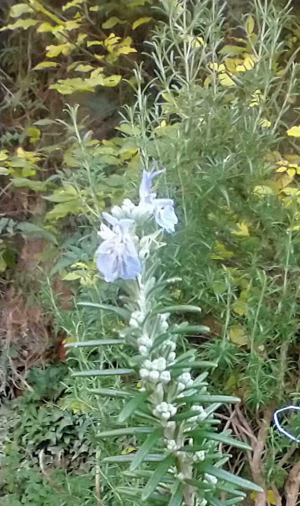 Flowering Rosemary