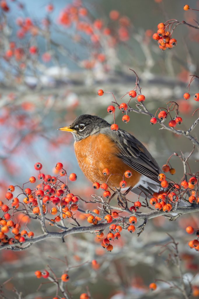 Photo by Donald Healy on Unsplash of a robin on a tree branch with red berries

