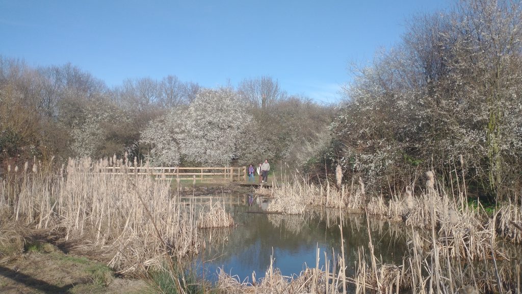 February 2023 in Haggerston Park, London showing early blossom (Blackthorn?) Photos K