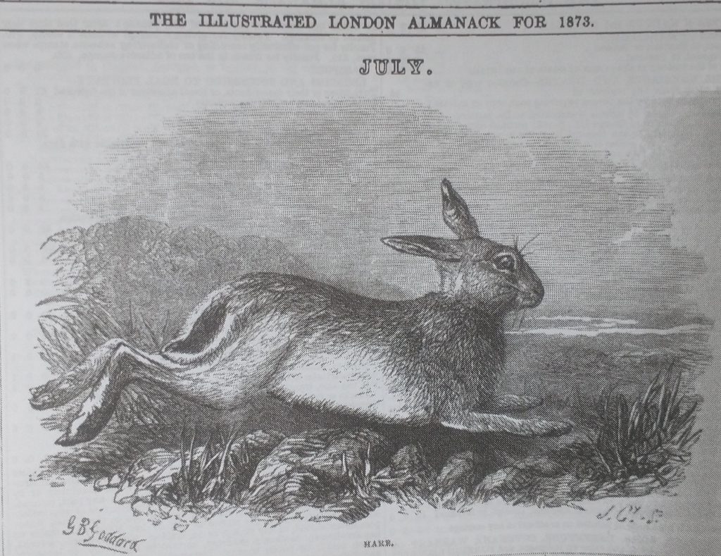 illustration of a hare from 1873 fom the London Illustrated Almanac