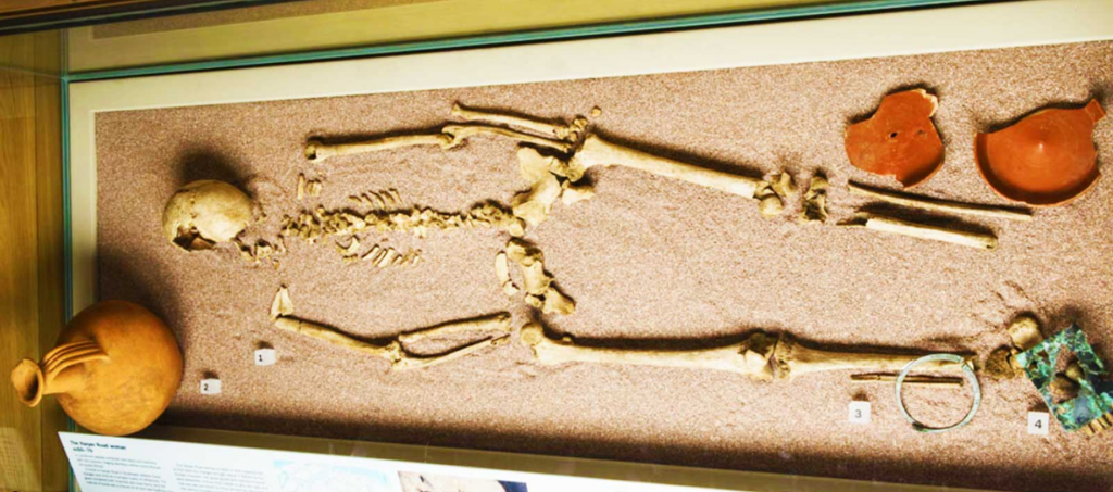 The Harper Road Burial Southwark a photo of a skeleton in a museum case with grave goods.