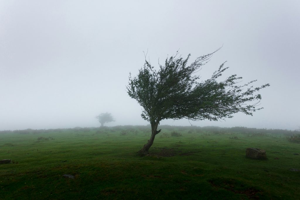 small tree in a bleak windy landscape Photo by Khamkéo Vilaysing on Unsplash