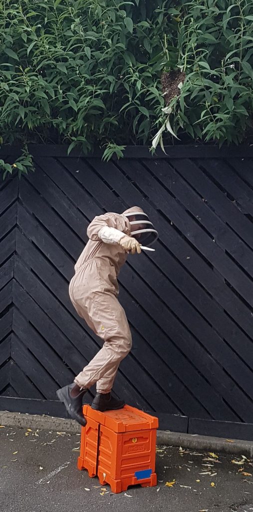 Swarm of Bees having moved 20 yards to a new home, being 'rescued' by a bee keeper.